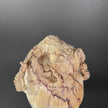 Tamarind Wood Skull with Carved Tentacles - 6C/098