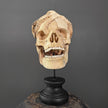 Tamarind Wood Skull with Carved Tentacles - 6A/098