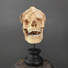 Tamarind Wood Skull with Carved Tentacles - 6A/098