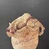 Tamarind Wood Skull with Carved Tentacles - 6A/098