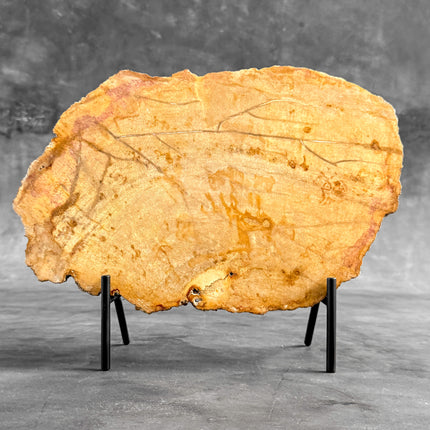 Beautiful Slice of Petrified Wood on stand - S5/171
