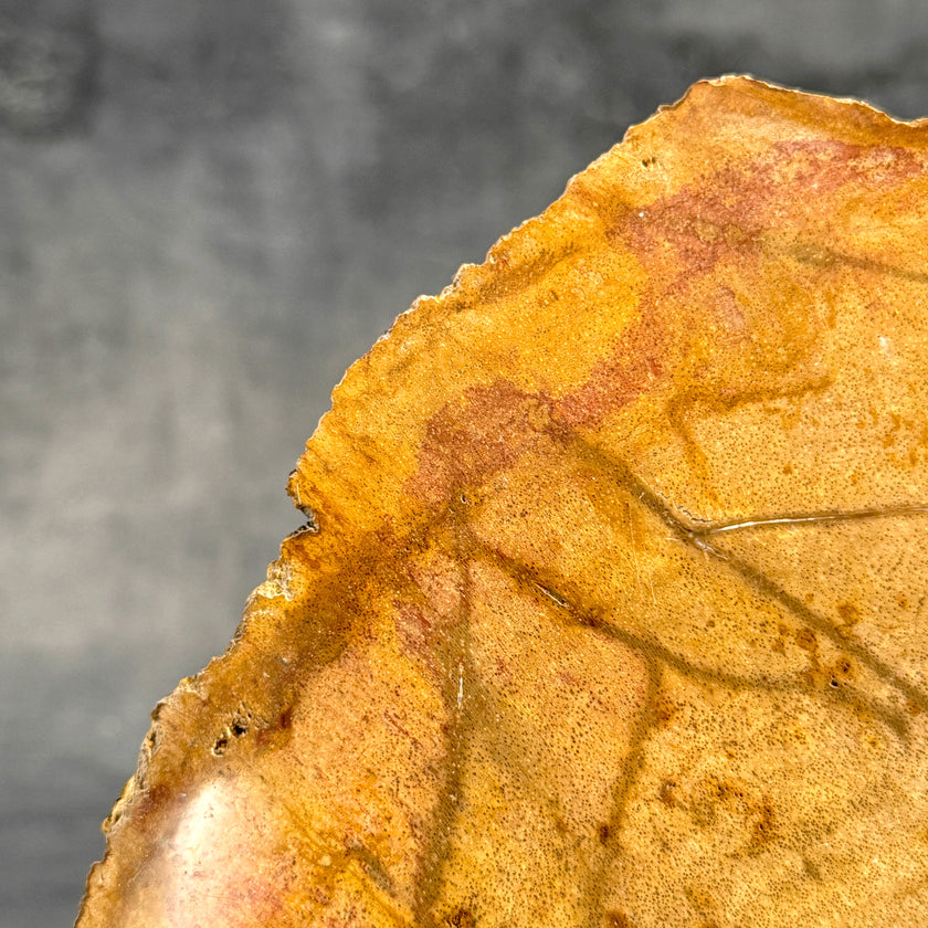 Beautiful Slice of Petrified Wood on stand - S5/171