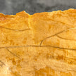 Beautiful Slice of Petrified Wood on stand - S5/171