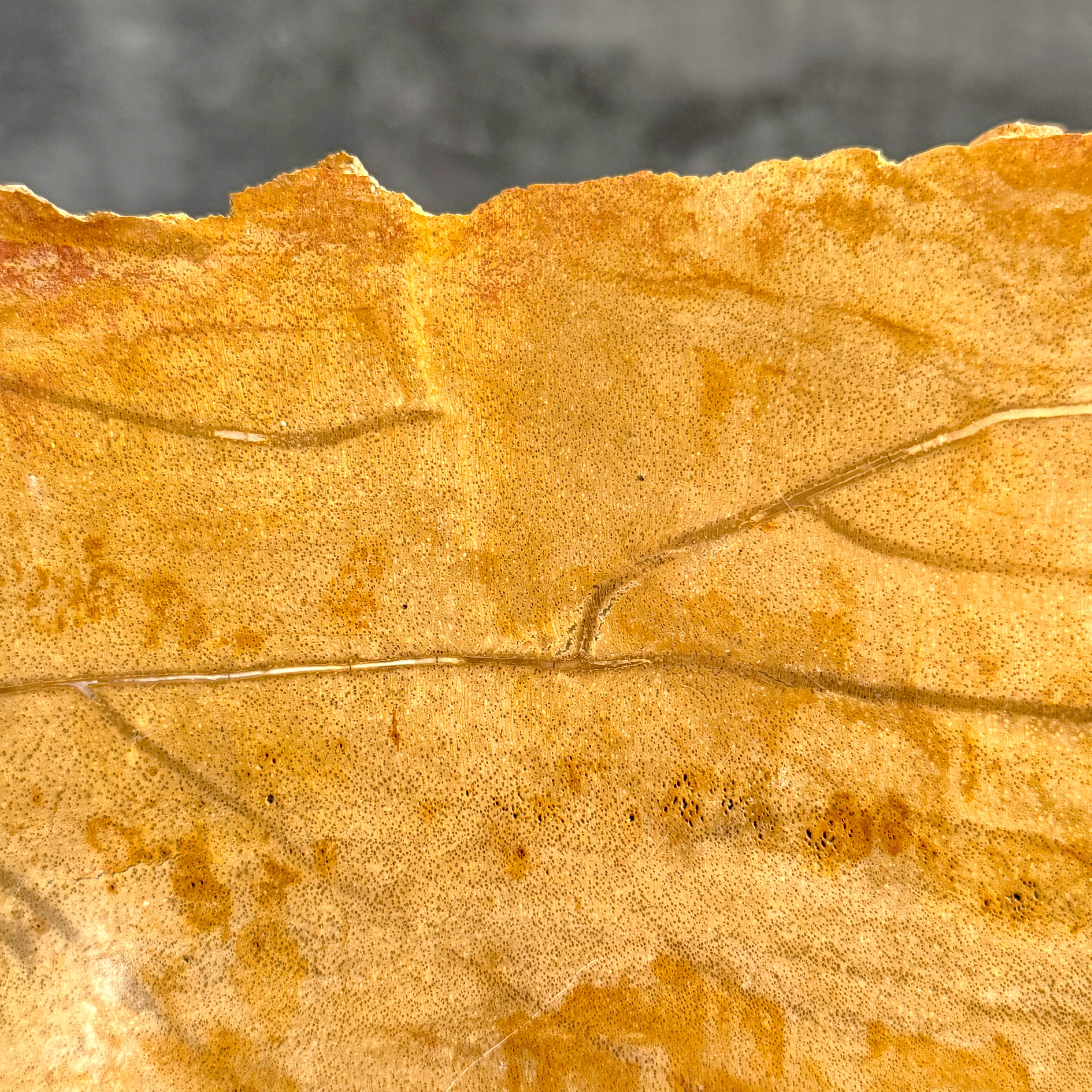Beautiful Slice of Petrified Wood on stand - S5/171