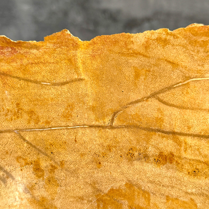 Beautiful Slice of Petrified Wood on stand - S5/171