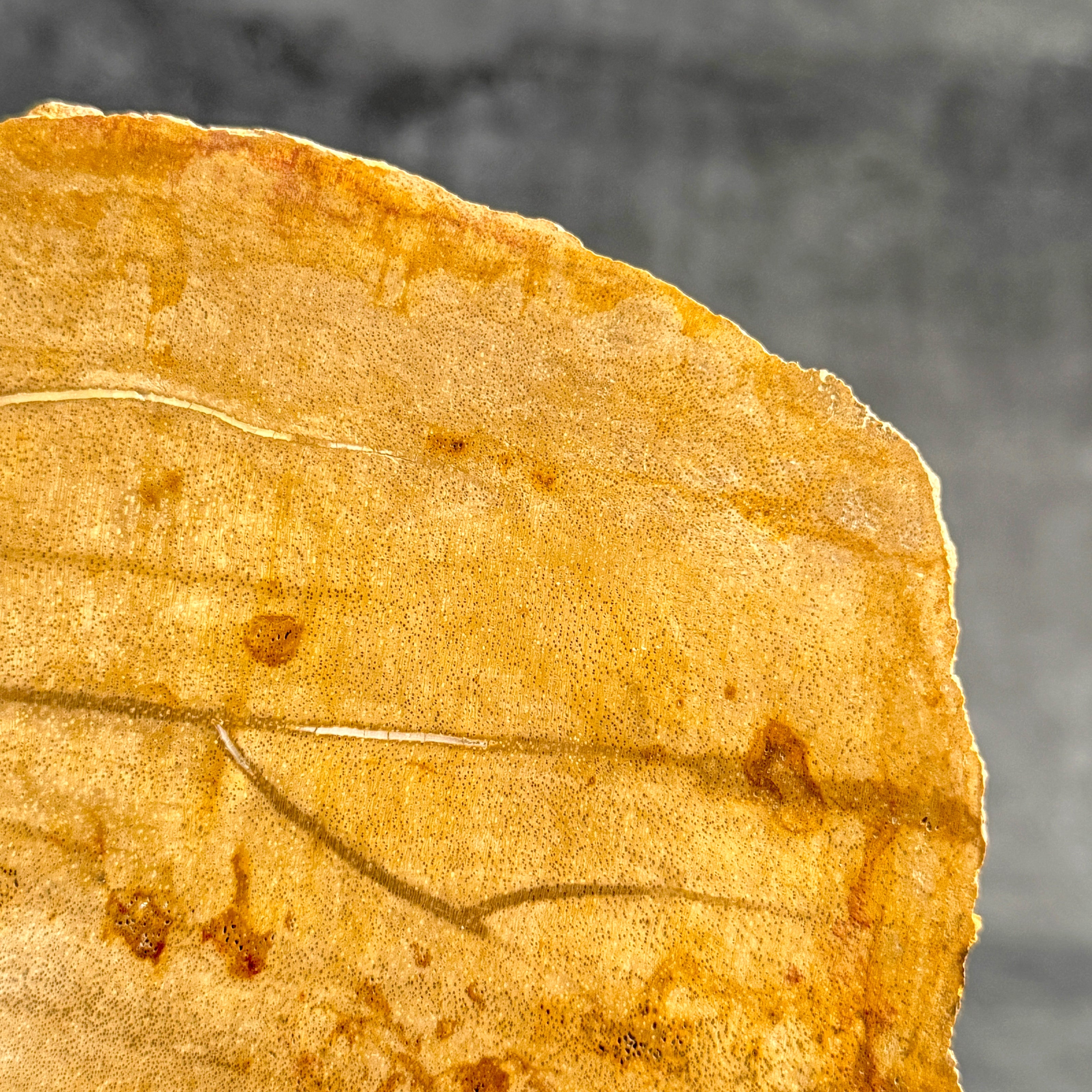 Beautiful Slice of Petrified Wood on stand - S5/171