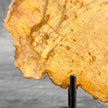 Beautiful Slice of Petrified Wood on stand - S5/171