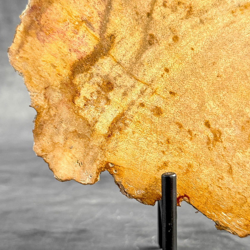 Beautiful Slice of Petrified Wood on stand - S5/171