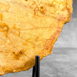 Beautiful Slice of Petrified Wood on stand - S5/171
