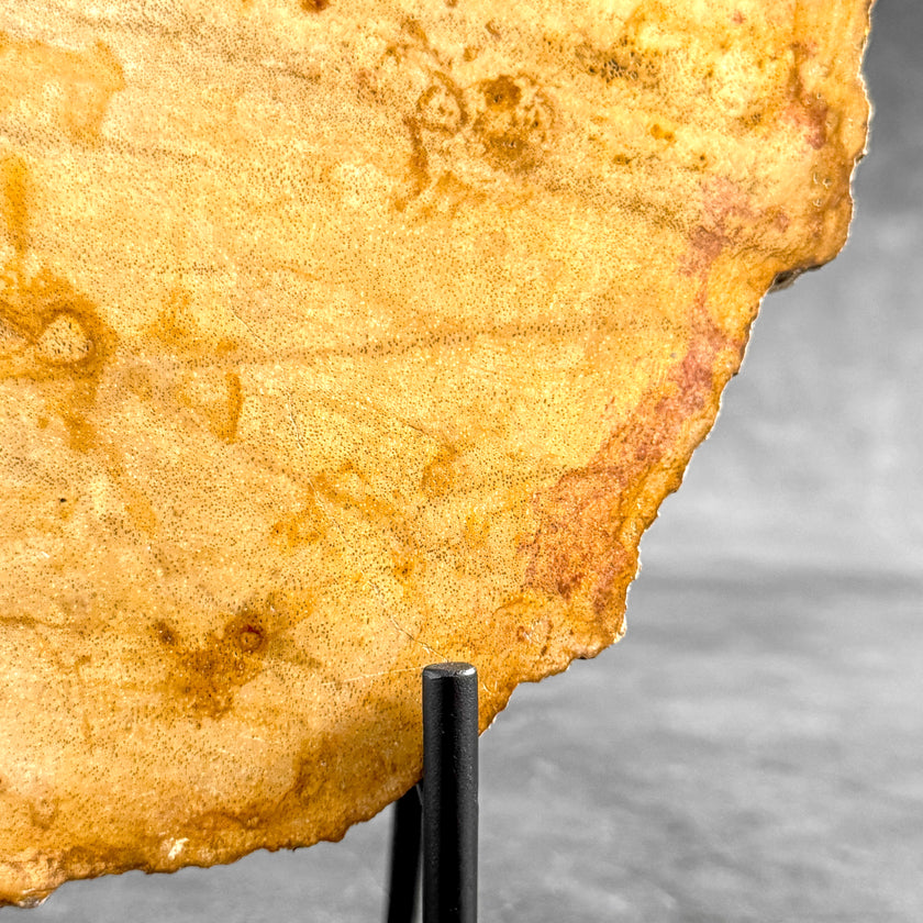 Beautiful Slice of Petrified Wood on stand - S5/171