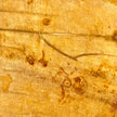 Beautiful Slice of Petrified Wood on stand - S5/171