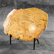 Beautiful Slice of Petrified Wood on stand - S5/171