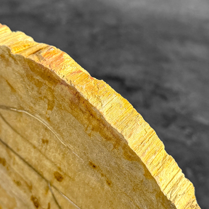 Beautiful Slice of Petrified Wood on stand - S5/171
