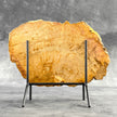 Beautiful Slice of Petrified Wood on stand - S5/171