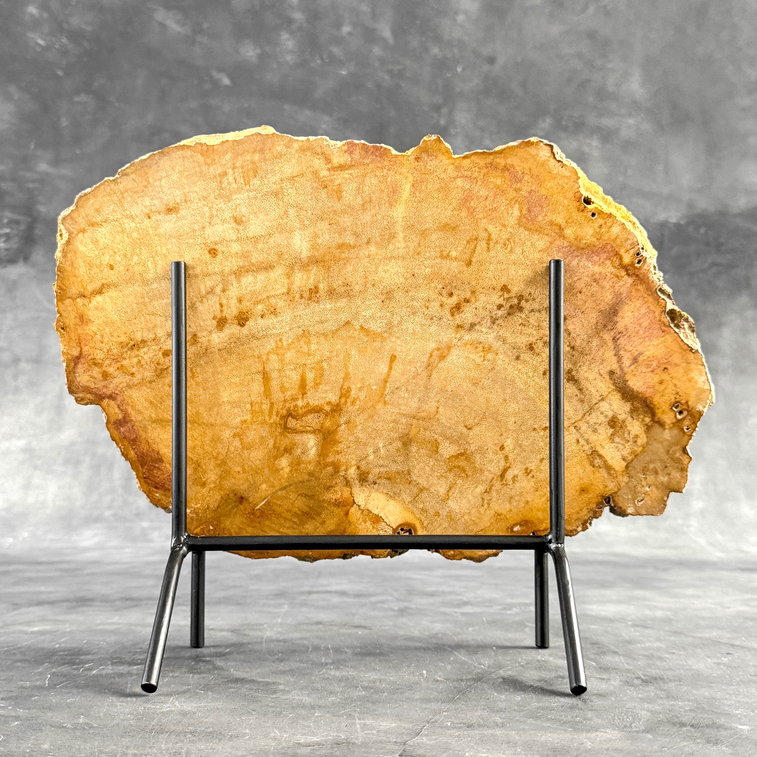 Beautiful Slice of Petrified Wood on stand - S5/171
