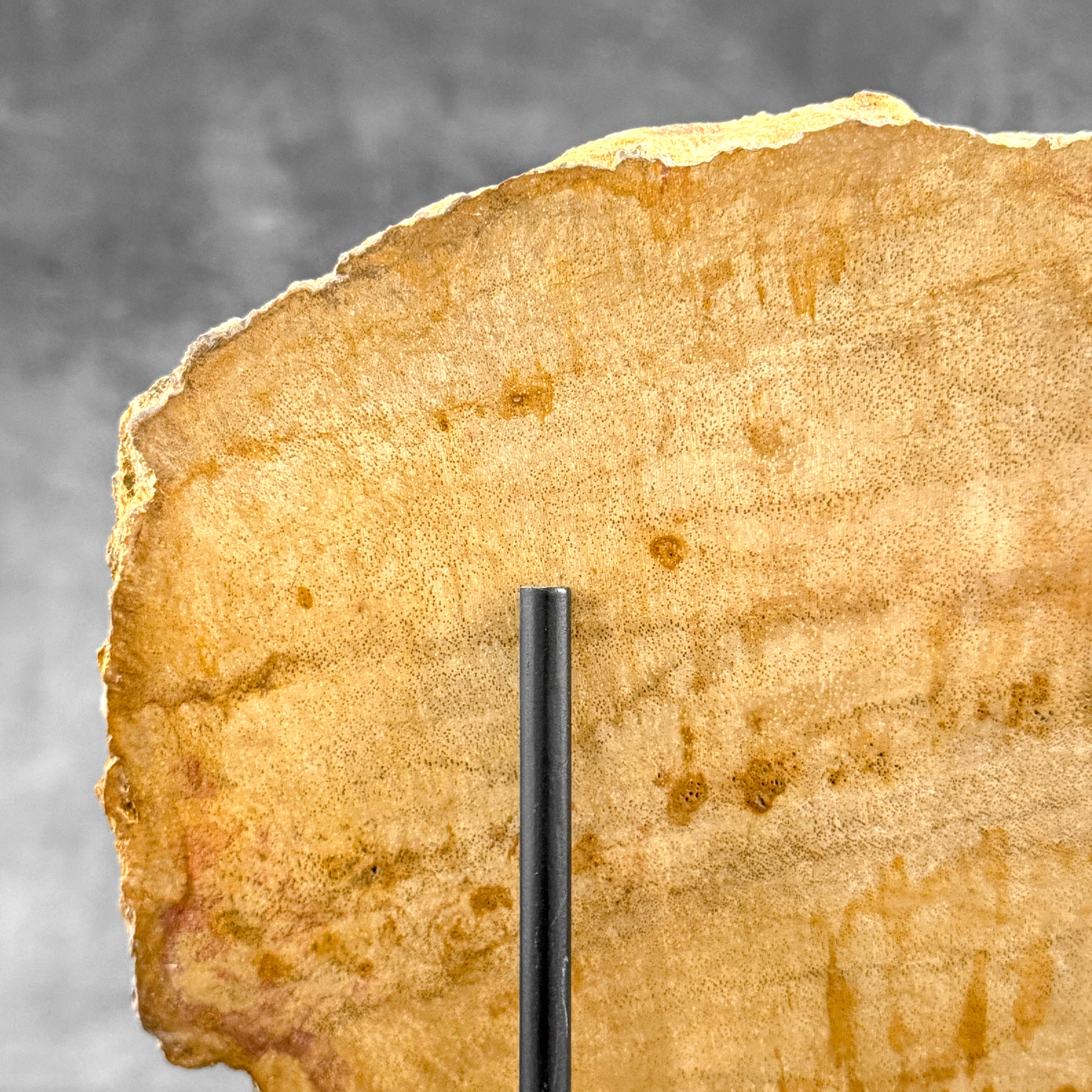 Beautiful Slice of Petrified Wood on stand - S5/171