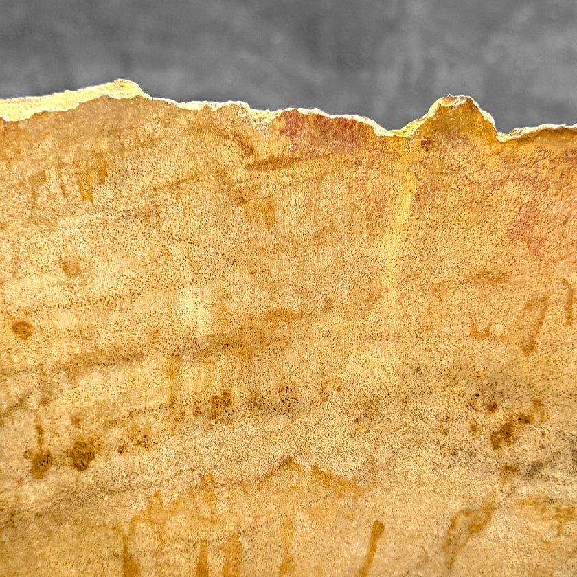 Beautiful Slice of Petrified Wood on stand - S5/171