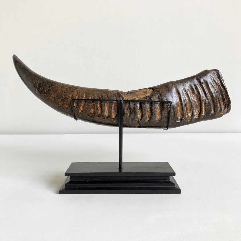 Carved Horns  21/EX/368