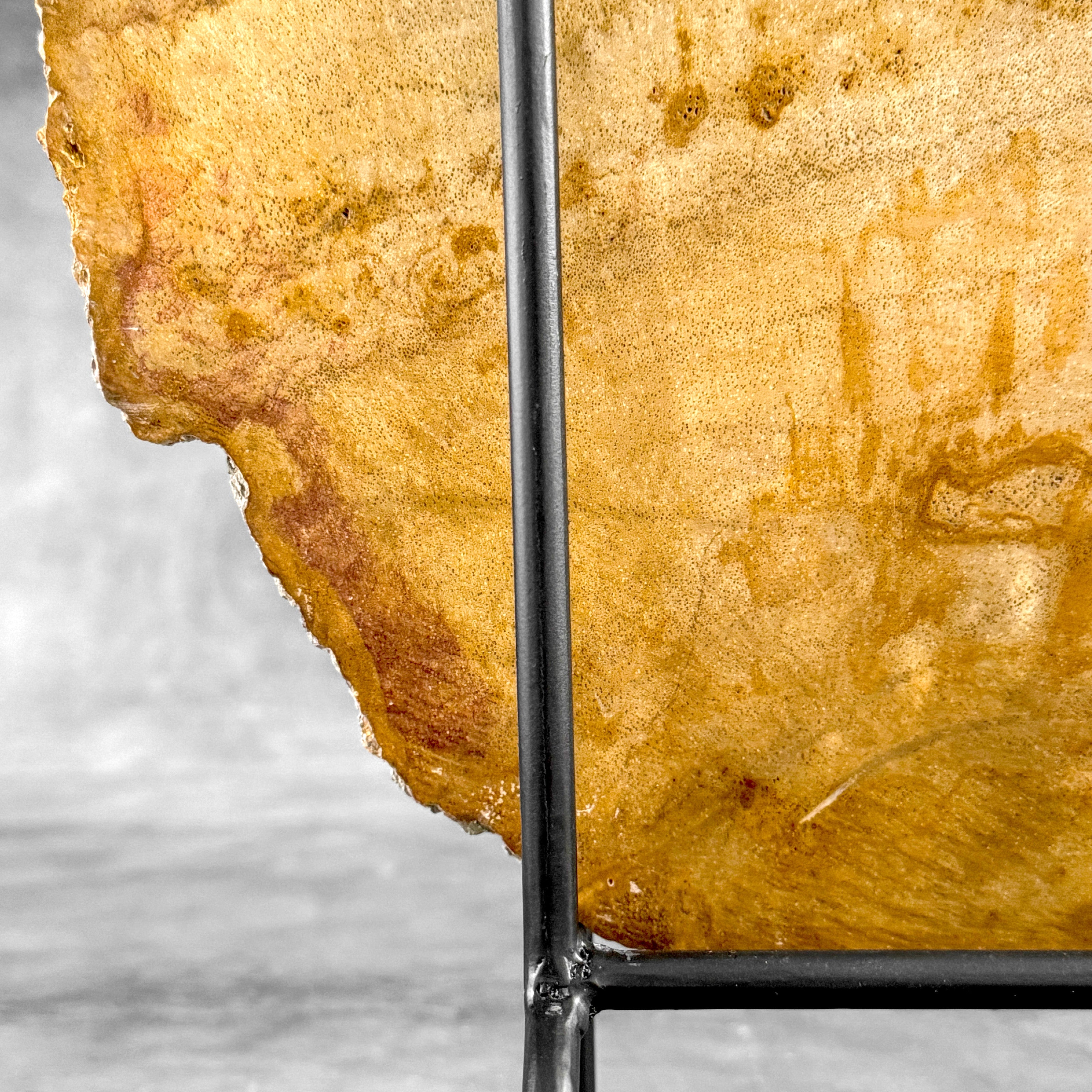 Beautiful Slice of Petrified Wood on stand - S5/171
