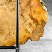 Beautiful Slice of Petrified Wood on stand - S5/171