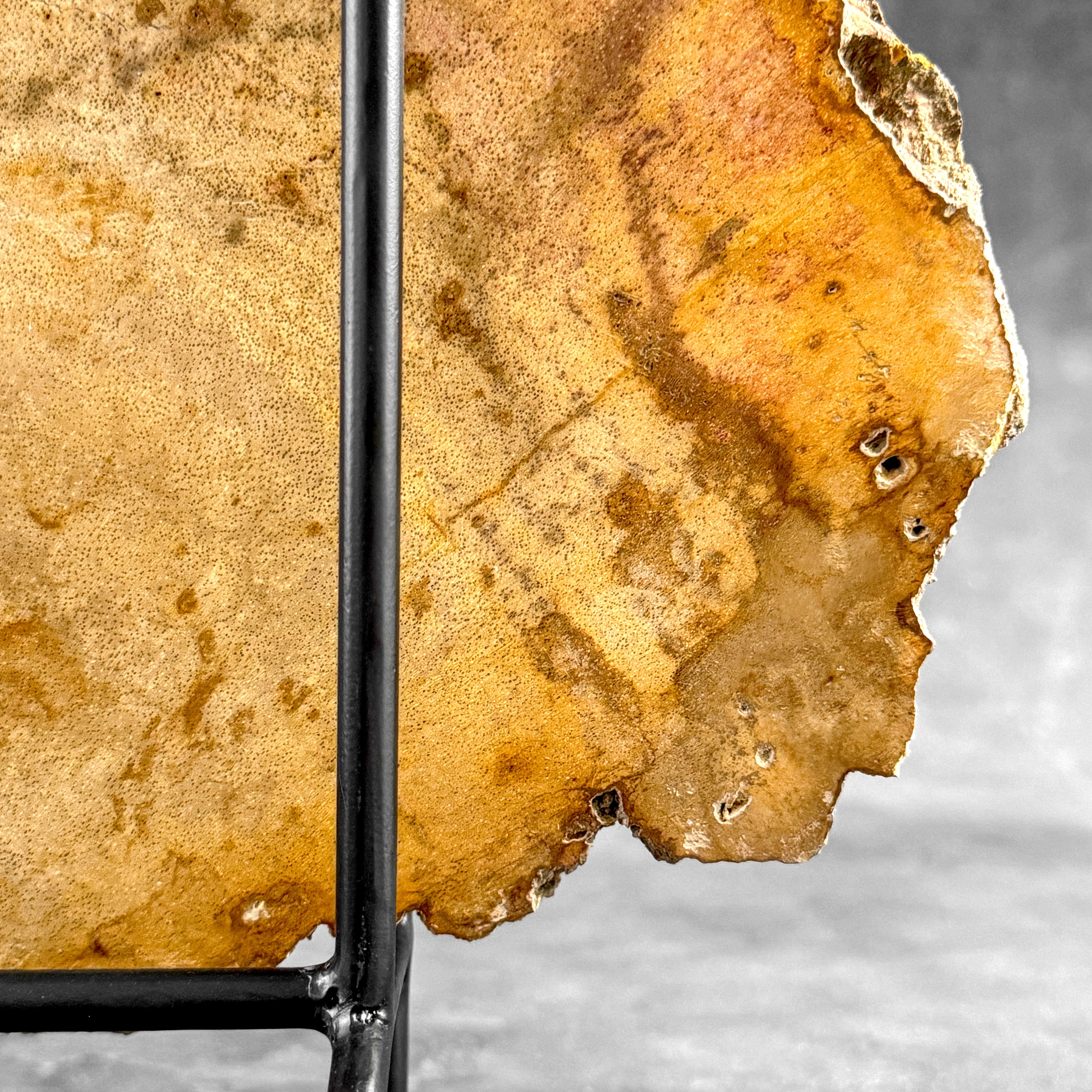 Beautiful Slice of Petrified Wood on stand - S5/171