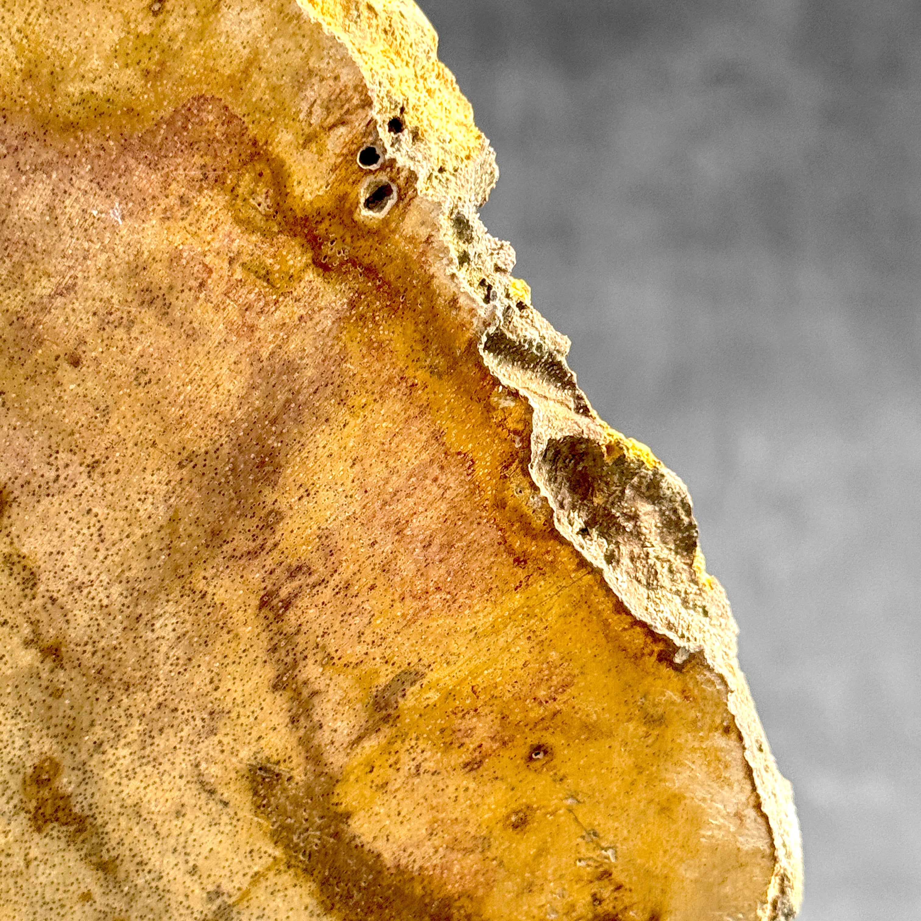 Beautiful Slice of Petrified Wood on stand - S5/171