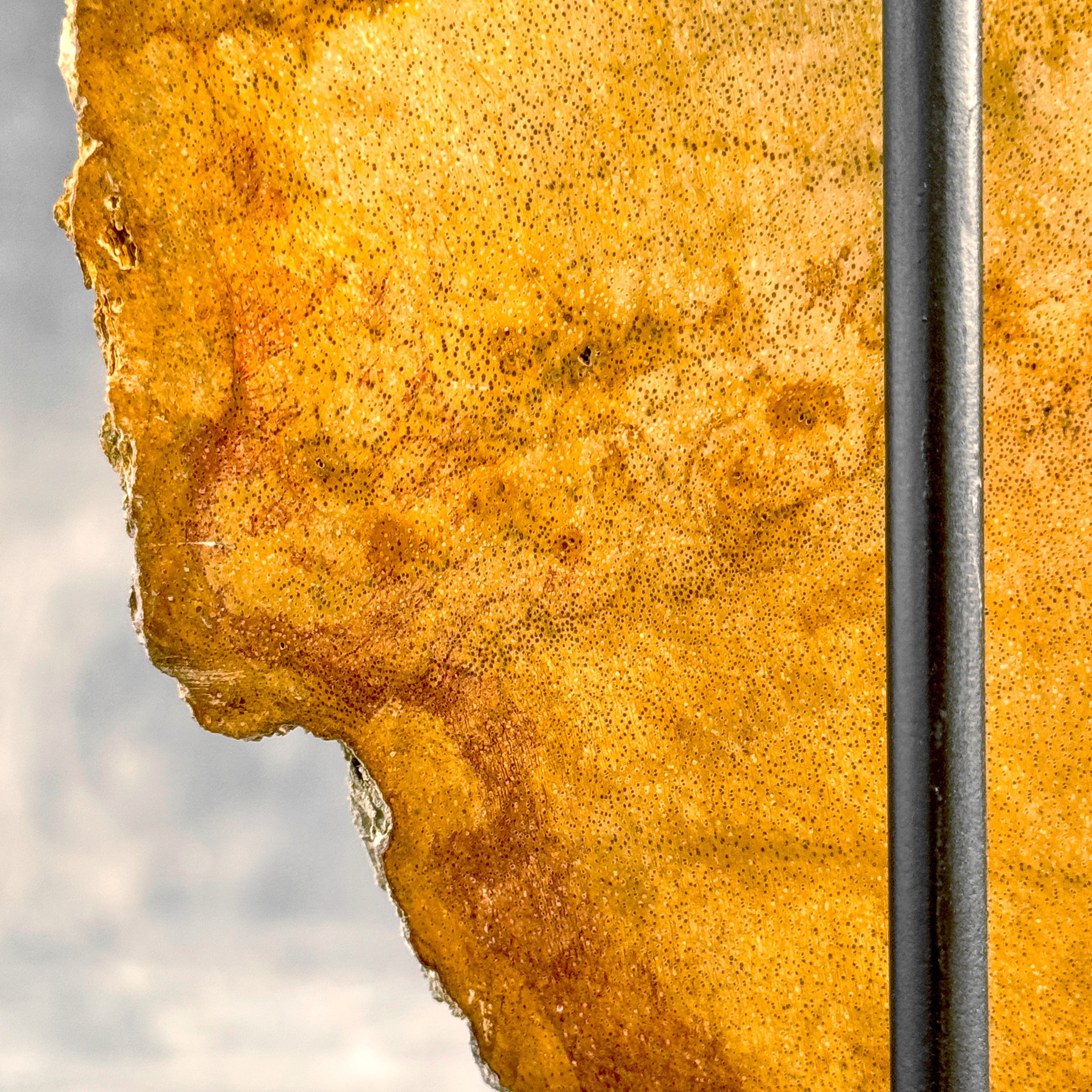 Beautiful Slice of Petrified Wood on stand - S5/171
