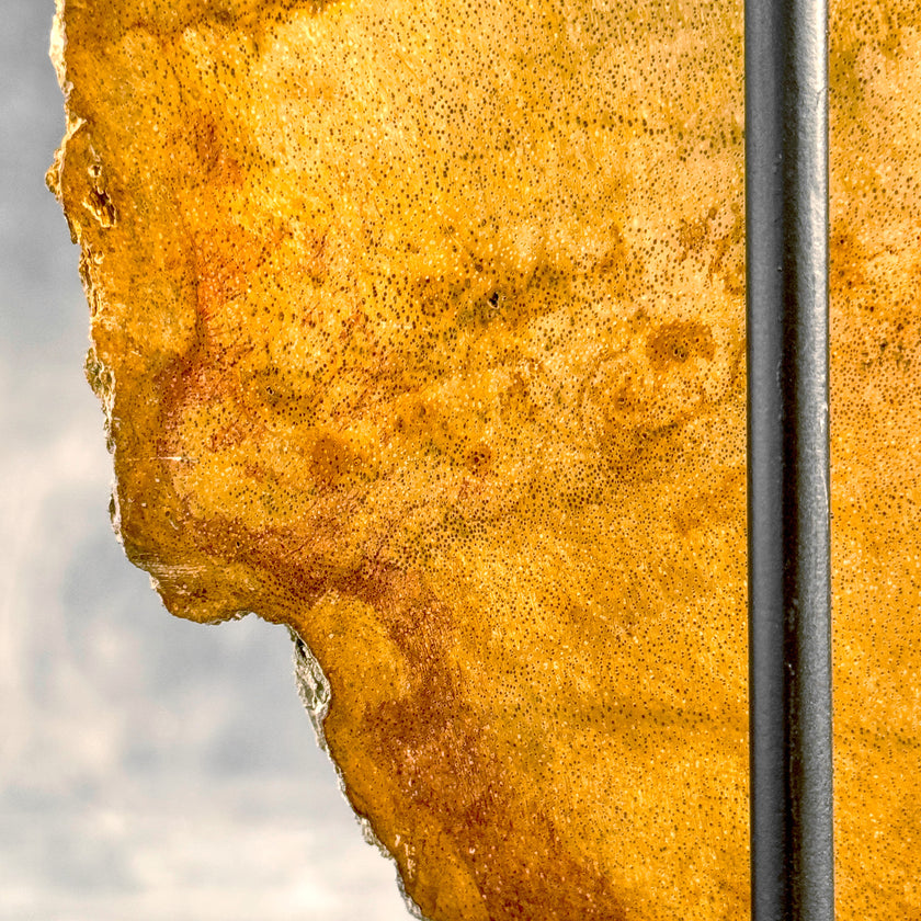 Beautiful Slice of Petrified Wood on stand - S5/171