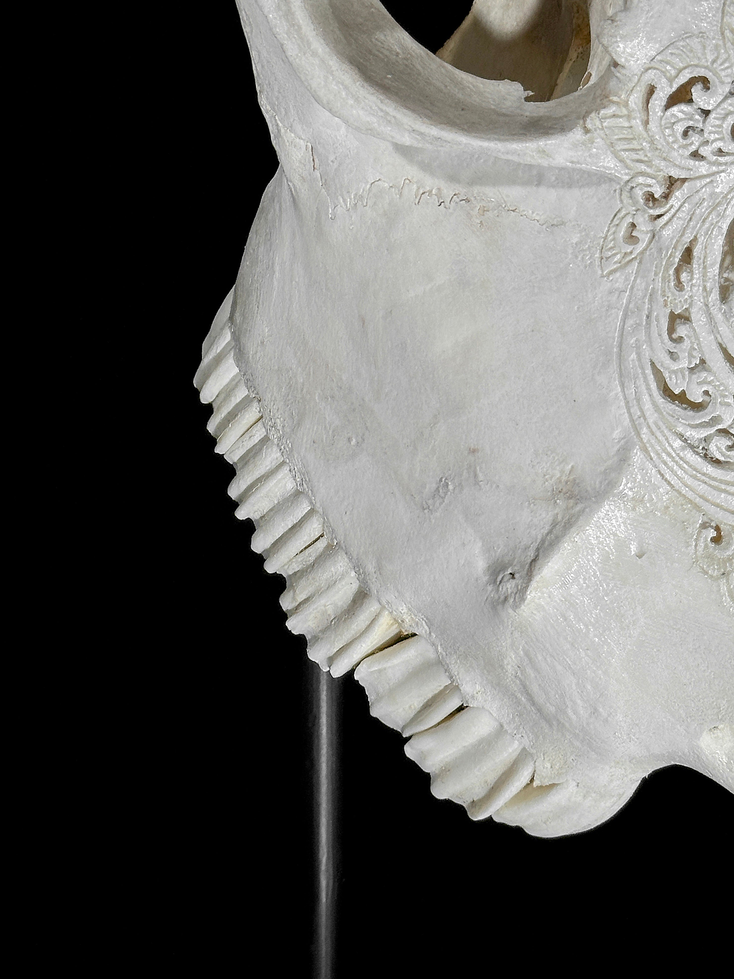 Fully carved cow skulls with Small Lotus Carving Skull,A/179