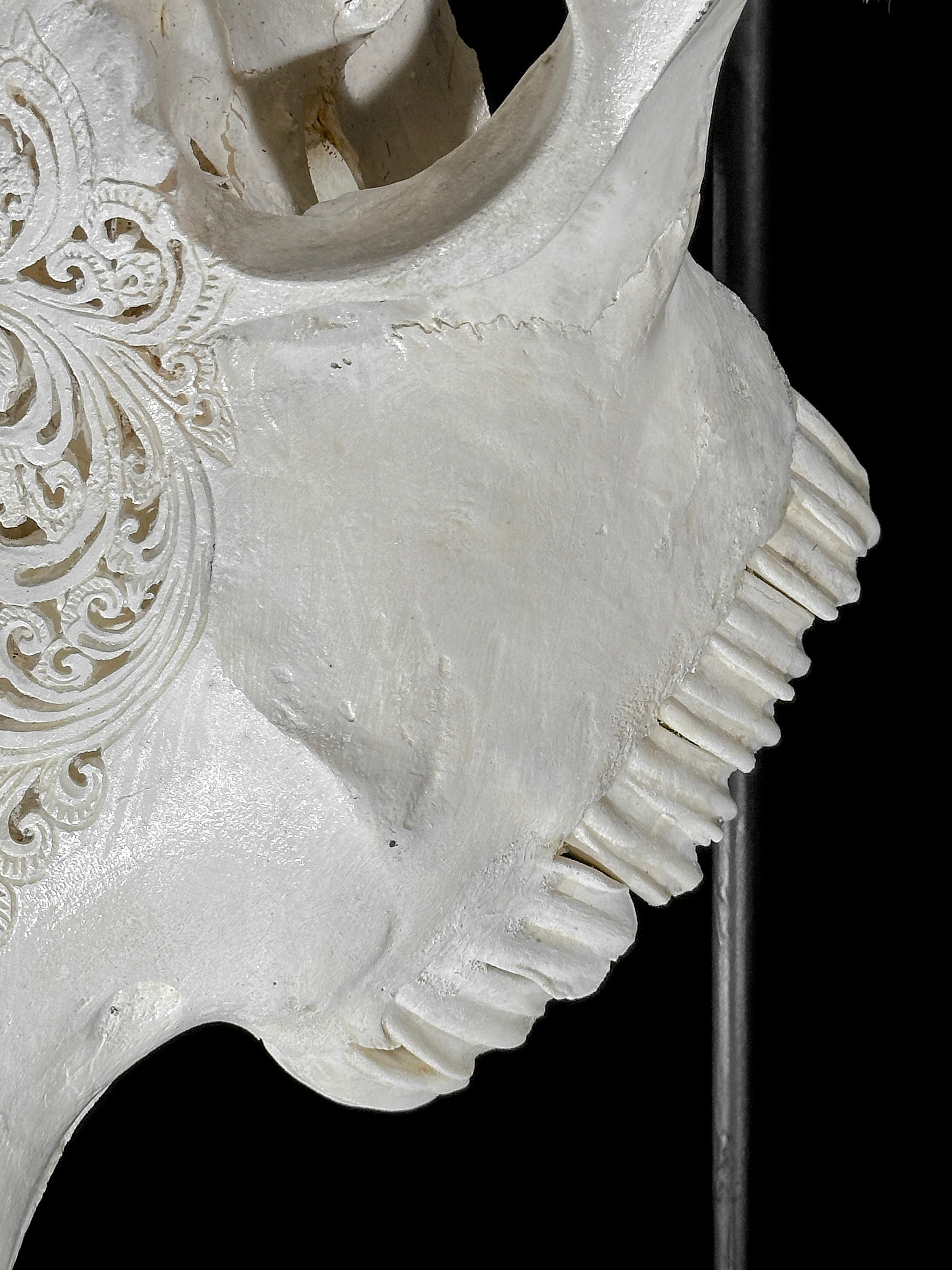 Fully carved cow skulls with Small Lotus Carving Skull,A/179