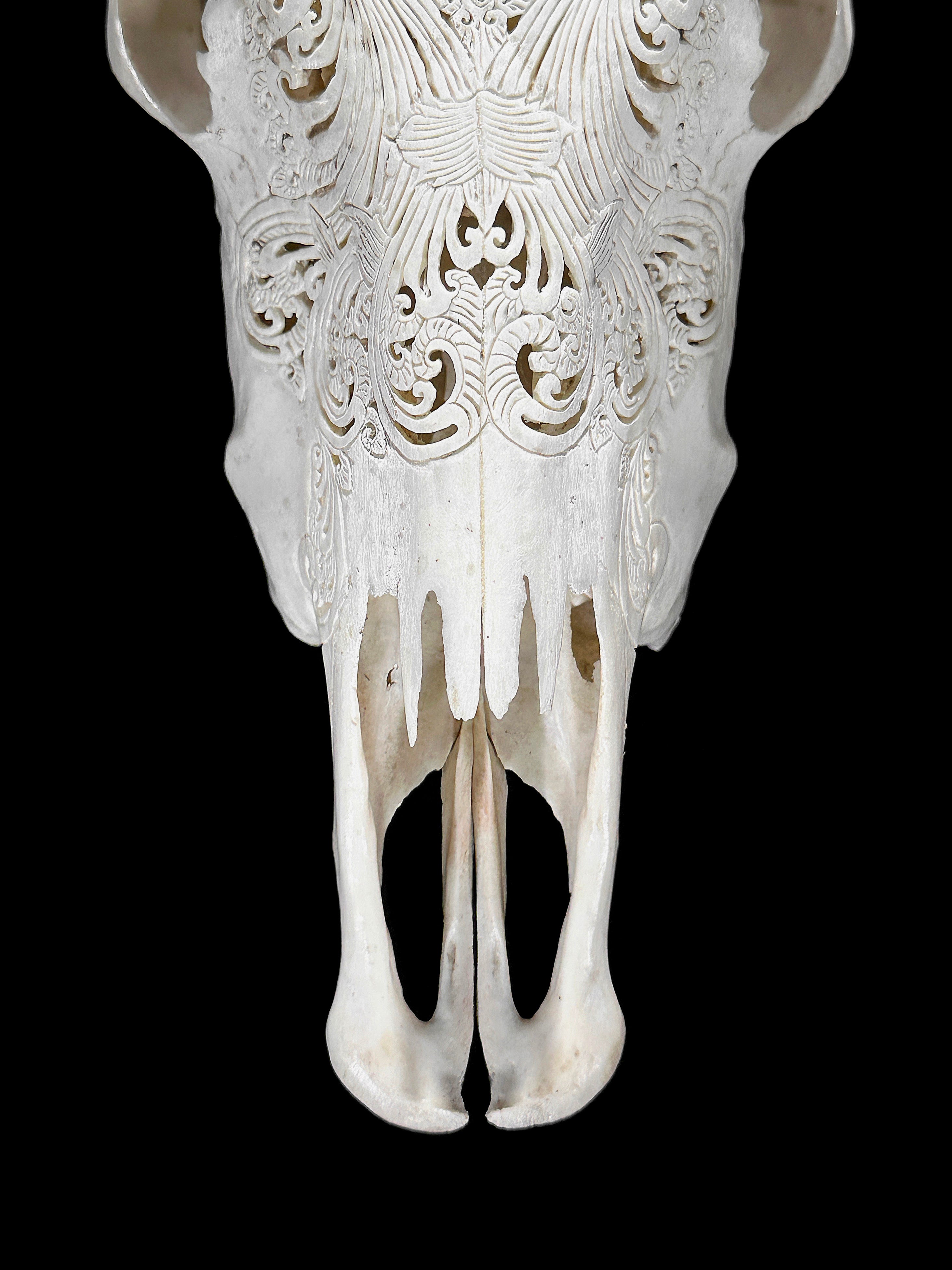 White Carved Cow Skull With Abalone Shell Accents - Peacock motif | Skull,A/143