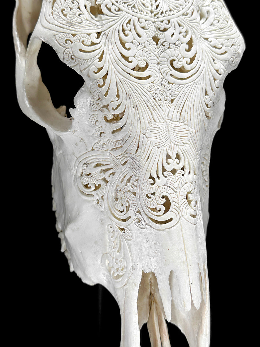 White Carved Cow Skull With Abalone Shell Accents - Peacock motif | Skull,A/143