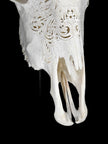 White Carved Cow Skull With Abalone Shell Accents - Peacock motif | Skull,A/143