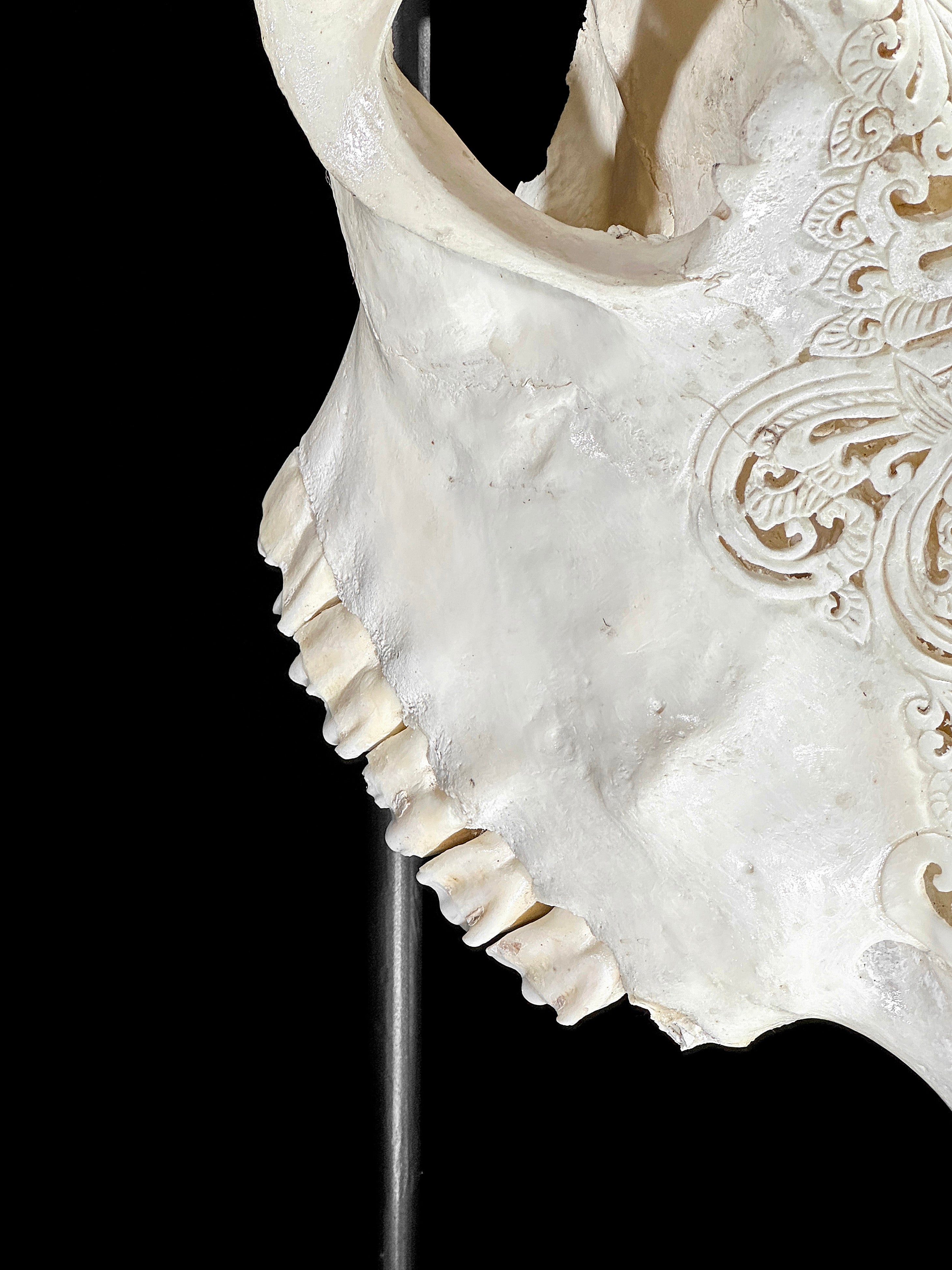 White Carved Cow Skull With Abalone Shell Accents - Peacock motif | Skull,A/143