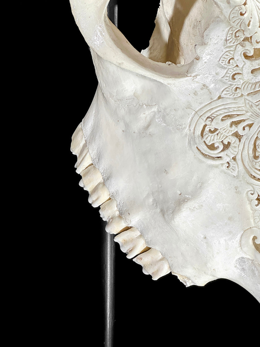 White Carved Cow Skull With Abalone Shell Accents - Peacock motif | Skull,A/143