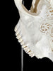 White Carved Cow Skull With Abalone Shell Accents - Peacock motif | Skull,A/143