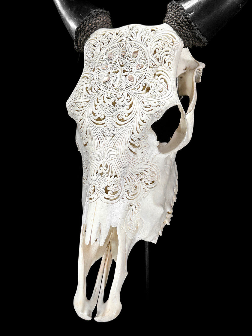 White Carved Cow Skull With Abalone Shell Accents - Peacock motif | Skull,A/143