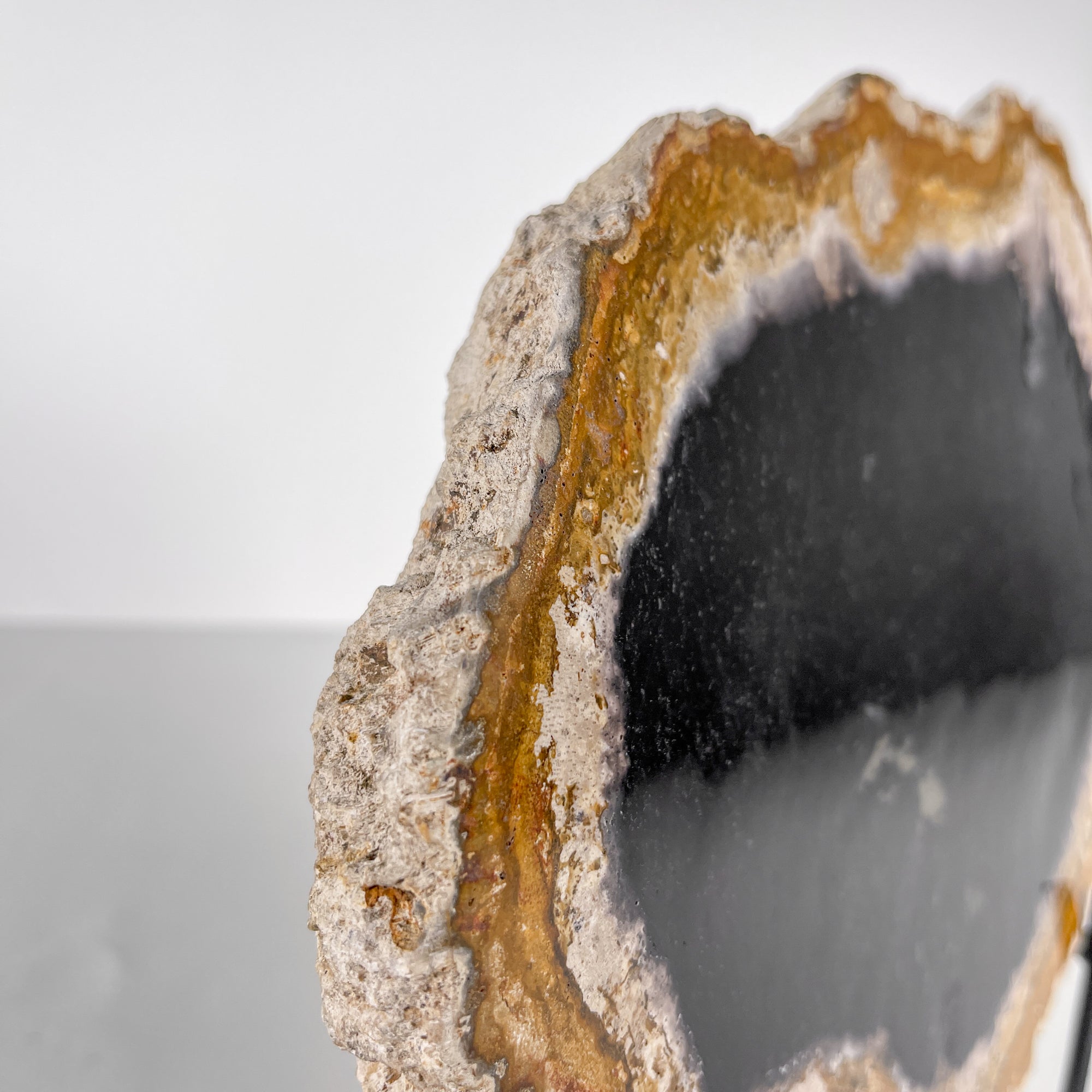 A Beautiful Slice of Petrified Palm Root on stand  PetW/057