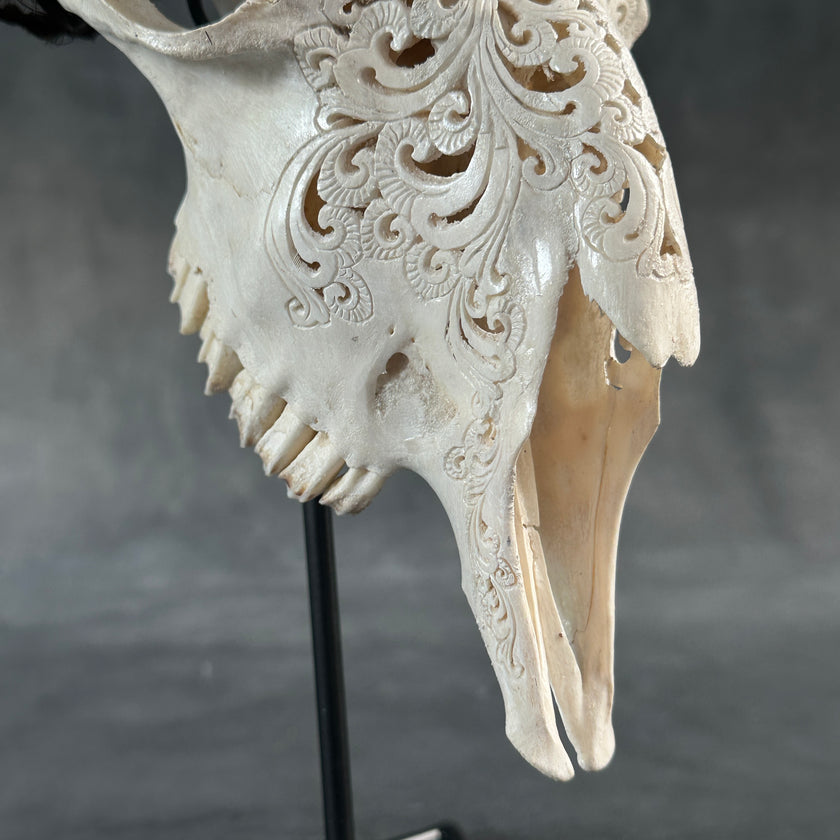 White Carved Goat Skull & Horns on Stand - Star Mandala Engravings – Unique Gothic Boho Home Decor, Rustic Wall Mount