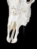 White Carved Cow Skull With Abalone Shell Accents - Peacock motif | Skull,A/143