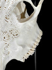 White Carved Cow Skull With Abalone Shell Accents - Peacock motif | Skull,A/143