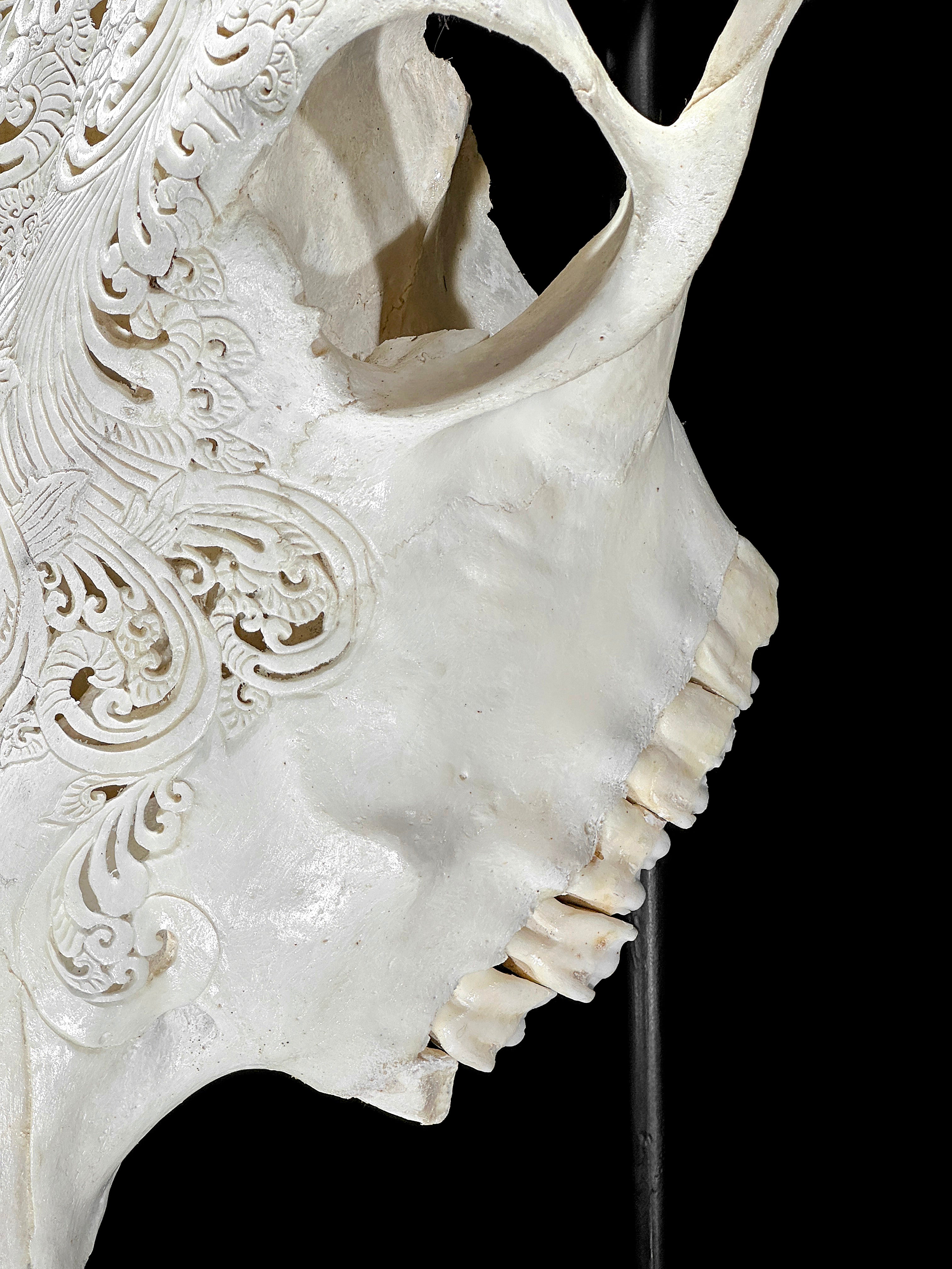 White Carved Cow Skull With Abalone Shell Accents - Peacock motif | Skull,A/143