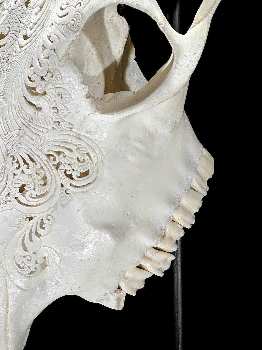 White Carved Cow Skull With Abalone Shell Accents - Peacock motif | Skull,A/143