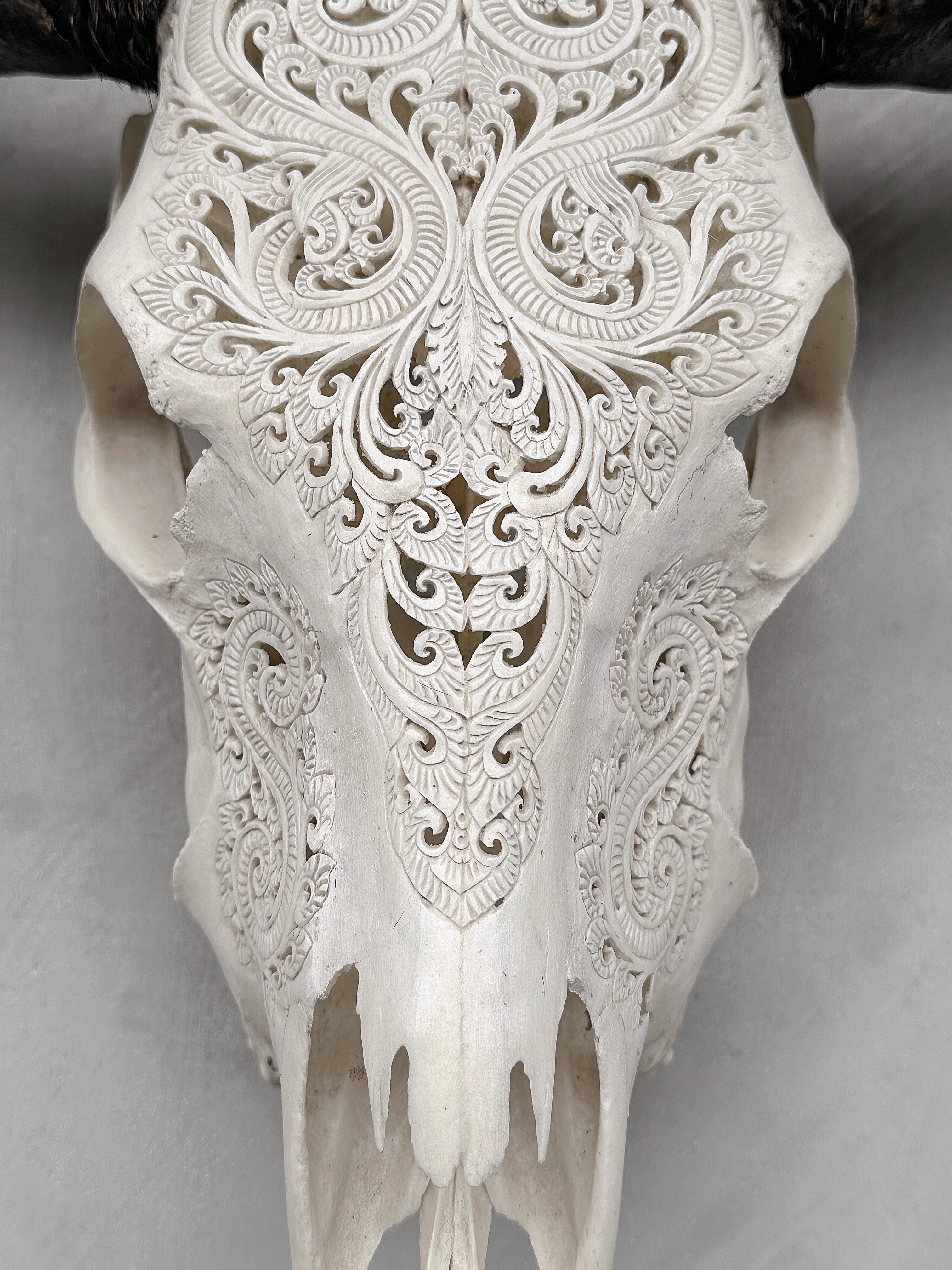 Carved Water Buffalo Skull with Leaf Scroll Design – White Bone Wall Art – Botanical Tribal Skull with Black Horns - Skull,A/057