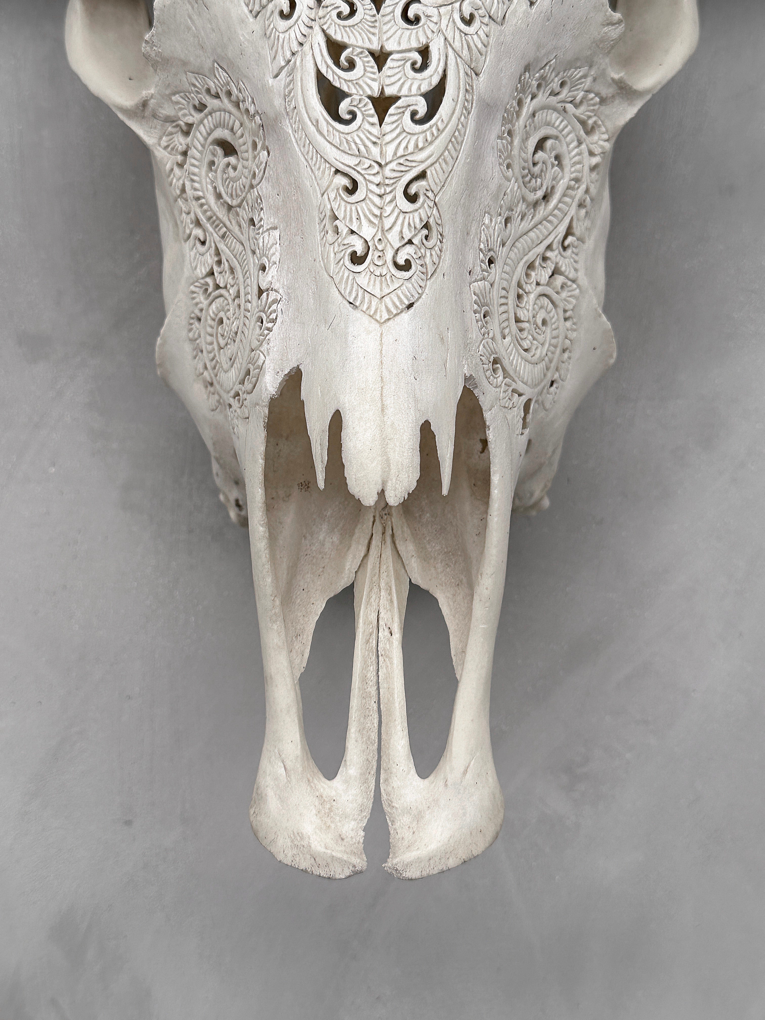 Carved Water Buffalo Skull with Leaf Scroll Design – White Bone Wall Art – Botanical Tribal Skull with Black Horns - Skull,A/057