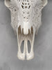 Carved Water Buffalo Skull with Leaf Scroll Design – White Bone Wall Art – Botanical Tribal Skull with Black Horns - Skull,A/057