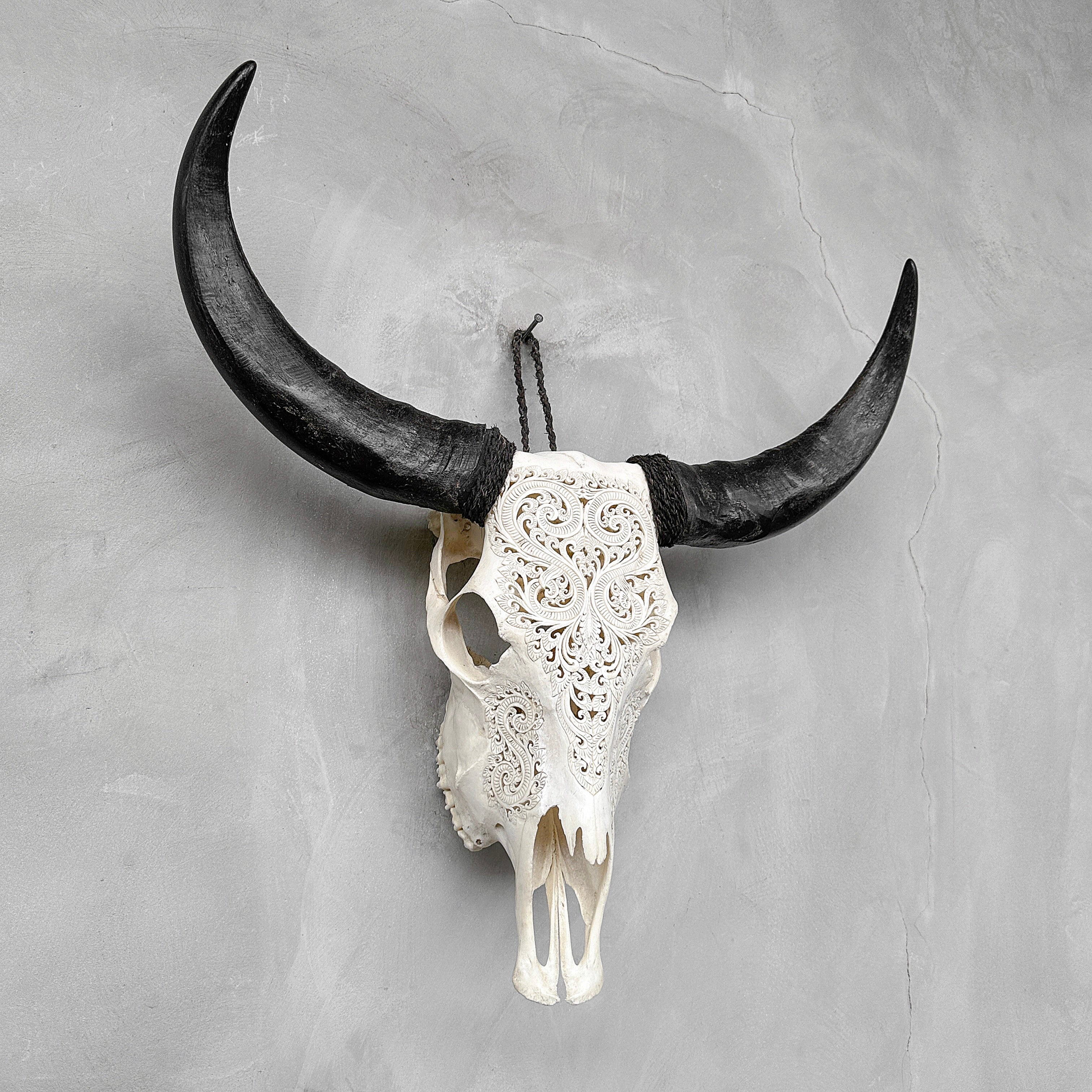 Carved Water Buffalo Skull with Leaf Scroll Design – White Bone Wall Art – Botanical Tribal Skull with Black Horns - Skull,A/057