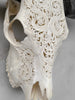 Carved Water Buffalo Skull with Leaf Scroll Design – White Bone Wall Art – Botanical Tribal Skull with Black Horns - Skull,A/057