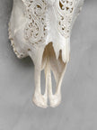 Carved Water Buffalo Skull with Leaf Scroll Design – White Bone Wall Art – Botanical Tribal Skull with Black Horns - Skull,A/057