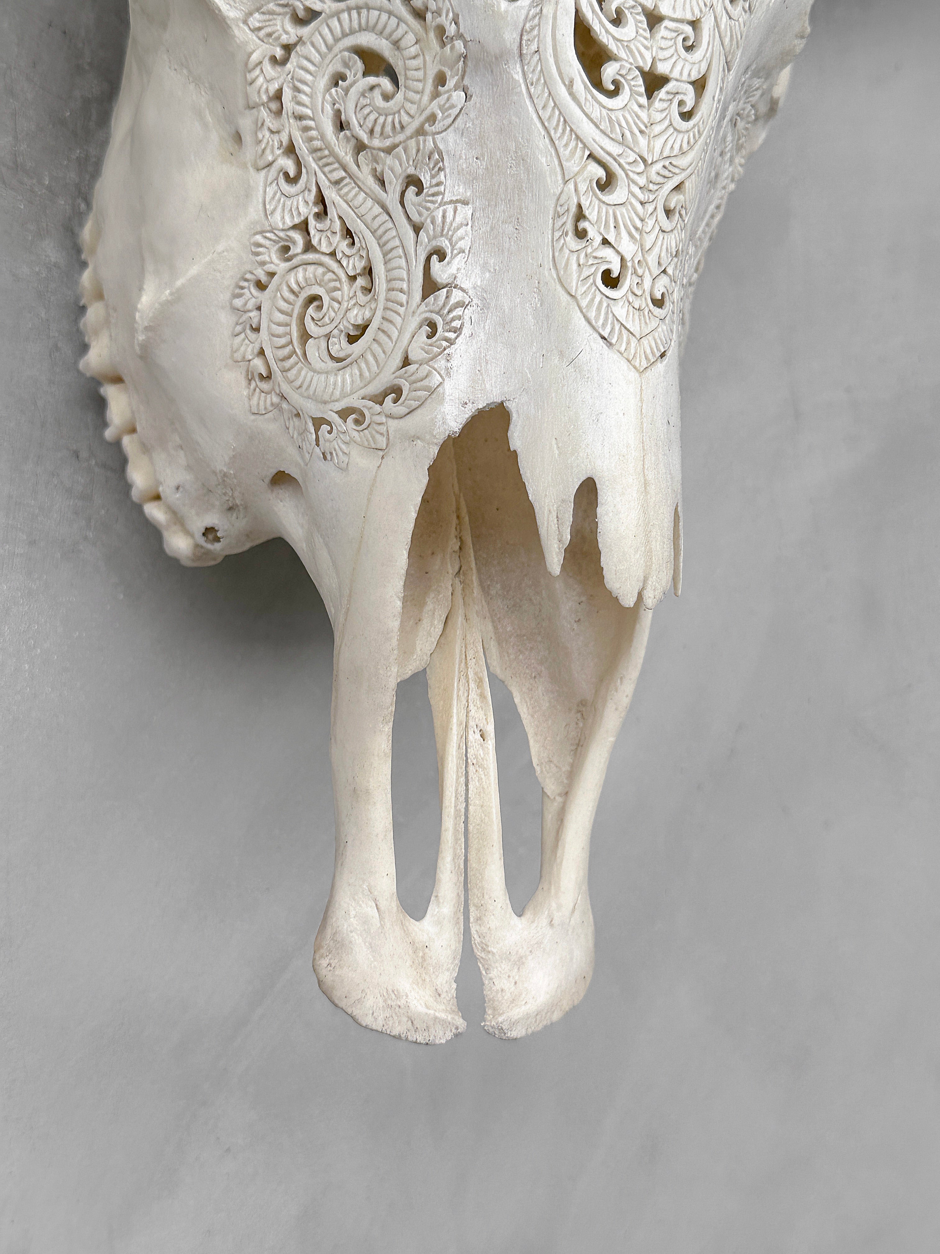 Carved Water Buffalo Skull with Leaf Scroll Design – White Bone Wall Art – Botanical Tribal Skull with Black Horns - Skull,A/057